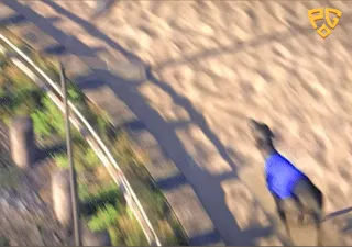 Greyhound Racing